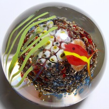 aquarium coral for sale aquarium coral for sale Fair Oaks