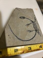 Keichousaurus hui fossil for sale  Strasburg
