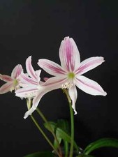 Eithea blumenavia bulb usato  Bagnoregio