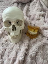 Human skull anatomical for sale  ATHERSTONE