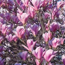 Magnolia giapponese magnolia usato  Valmacca