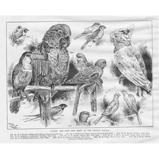 Canary cage bird for sale  GLASGOW