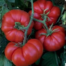 Tomato beef plug for sale  BIRMINGHAM