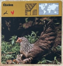 Chicken 1977 editions for sale  Ronkonkoma