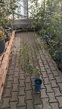 Eucalyptus rodwayi gebraucht kaufen  Bad Rappenau