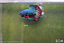 Male green armour for sale  Miami