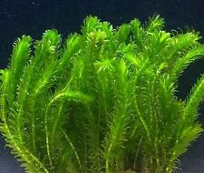 Bunch elodea densa for sale  DRONFIELD