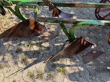 pflug 2 schar gebraucht kaufen pflug 2 schar gebraucht kaufen Moosburg a.d.Isar
