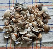 Konvolut muscheln gebraucht kaufen  Adorf