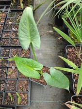 Zantedeschia aethiopica white for sale  HOLT