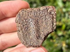 Rare texas fossil for sale  Coppell