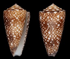Coquillage collection conus d'occasion  Lyon VI