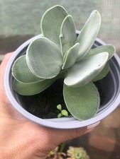 Crassula cotyledonis succulent for sale  SHREWSBURY