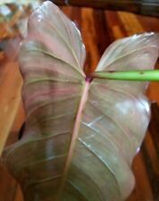 Rare philodendron smithii for sale  Glenmoore