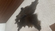 wildschweinfell gebraucht kaufen wildschweinfell gebraucht kaufen Sulzbach-Rosenberg