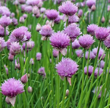 Chives seeds 1000 for sale  Berwyn