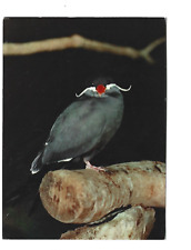 Tern exotic inca d'occasion  Expédié en Belgium