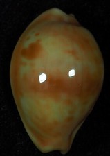 Cypraea surinamensis interessa usato  Italia