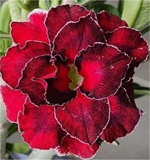 Hybrid desert rose for sale  Orange Park