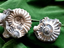 Pleuroceras positiv negativ gebraucht kaufen  Langenzenn