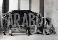 Vintage animali cane usato  Roma