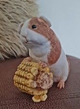 Beautiful guinea pig for sale  YORK