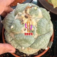 Ariocarpus retusus brevitubero usato  San Cassiano