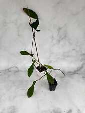 Philodendron joepii pick for sale  Mechanicsville