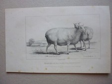 Gravure noir blanc19 d'occasion  Lunéville