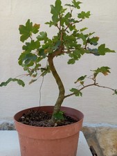 Bonsai acero campestre usato  Trani