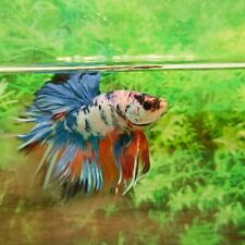 Acuario Betta Peces Luchadores Vivos Mármol Azul Macho 1X No.1125 segunda mano  Embacar hacia Argentina