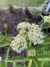 Asclepias perennis ice for sale  Edinboro