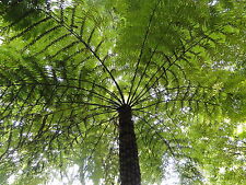 100 spores fougere d'occasion  Sanary-sur-Mer