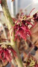 Hamamelis intermedia diane d'occasion  Mont-près-Chambord