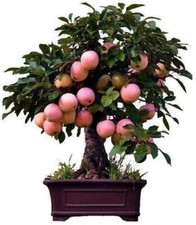 Dwarf bonsai apple for sale  Russell