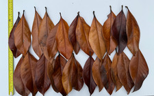 Magnolia grandiflora large for sale  LEICESTER