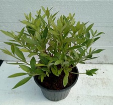 Azalea japonica giardino usato  Vaprio d'Agogna