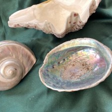 Sea shells job for sale  BRADFORD