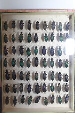 Entomologie boîte insectes d'occasion  Cosne-Cours-sur-Loire