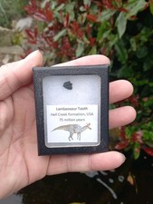 Hadrosaur lambeosaur 8mm for sale  WREXHAM