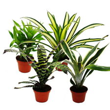 Ausgefallene bromelien nature gebraucht kaufen  Zweibrücken