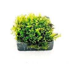 Live aquarium moss for sale  ACHARACLE