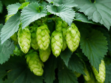 Green hops perennial for sale  STANLEY