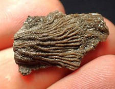 Tiny detailed juvenile for sale  BRISTOL