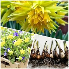 Daffodil bulbs narcissus for sale  WISBECH