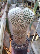 Mammillaria bucareliensis lana usato  Civitanova Marche