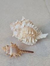Hexaplex murex trapa for sale  NEWPORT