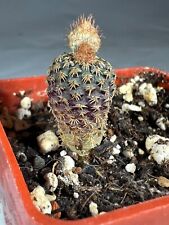Frailea sp. kpr usato  Spedire a Italy
