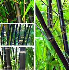 Black bamboo seeds for sale  BRISTOL