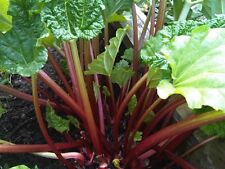Rhubarb crimson stalks for sale  Buchanan